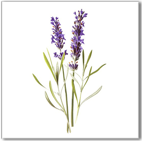 Lavender Farm Collections