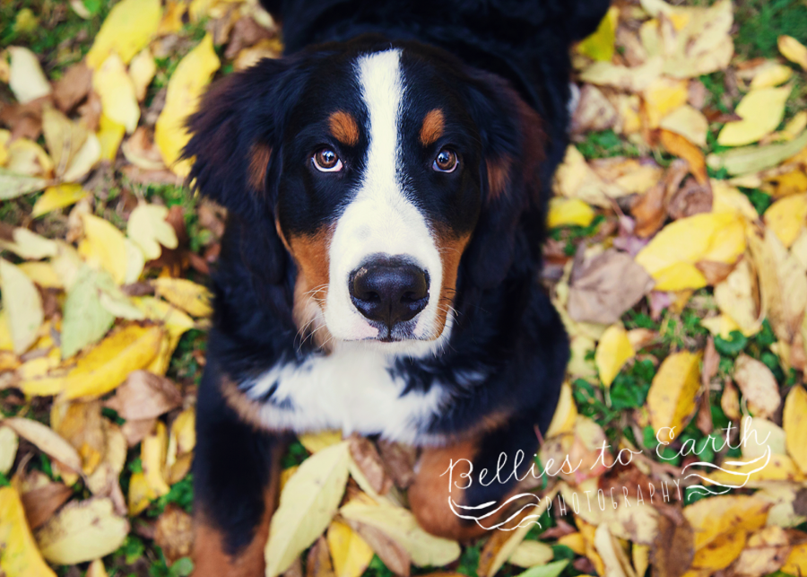 Live~Love~Bark~Winchester, VA Family Photographer