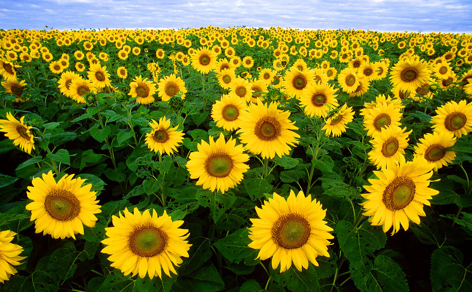 Sunflower Field Petite Sessions~ Burnside Farms